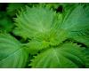 Perilla Green crinkly leaf 400 seeds