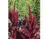 Amaranthus. Foxtail 400 seeds
