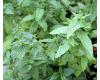 Herb Mint Spearmint 1000 seeds