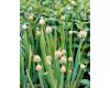 Herb Welsh Onion 250 seeds
