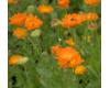 Herb Pot Marigold 150 seeds