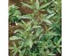 Herb Epazote Chenopodium ambrosioides 500 seeds