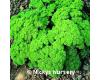 Herb Parsley Champion Moss Curled 1000 seeds