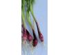 Herb Welsh Onion Red 200 seeds