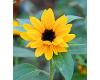 Helianthus. Sunflower Sunbright 30 seeds