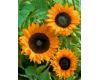 Helianthus. Sunflower Copper Queen 20 seeds
