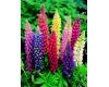 Lupin. Band Of Nobles Mixed 32 seeds
