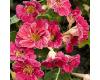 Nasturtium. Jewel Cherry Rose 30 seeds