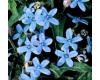 Tweedia caerula. Heavenly Blue 25 seeds