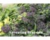 Broccoli Purple Sprouting Early 300 seeds