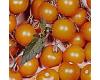 Tomato Sungold 10 seeds