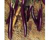 Aubergine Farmers Long Eggplant 20 seeds