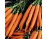 Carrot 'Nantes 2'  2000 seeds