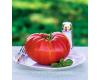 Tomato Gigantomo F1 Disease Resistant 10 seeds