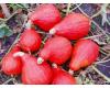 Squash Winter Red October 10 seeds