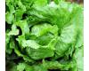 Lettuce Great Lakes 800 seeds