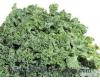 Kale Dwarf Green Curled 500 seeds