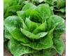 Lettuce Lobjoits Green Cos 1000 seeds