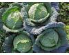Cabbage Savoy Cantasa 25 seeds