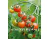 Tomato Losetto blight resistant 8 seeds