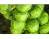 Brussels Sprouts Cryptus clubroot resistant 20 seeds
