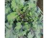 Kale Cottagers 50 seeds