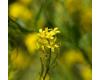 Wildflower Hedge Mustard Sisymbrium officinale 5 gram