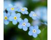 Wildflower Forget Me Not 1,000 seeds