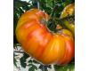 Tomato Buffalosun Blight Resistant 10 seeds