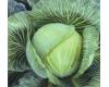 Cabbage Kilastor F1  20 seeds