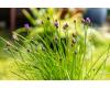 Herb Chives 750 seeds