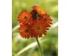 Wildflower Fox and Cubs 250 seeds