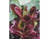 Lettuce Red Cos 500 seeds