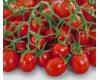 Tomato Allure Disease Resistant 10 seeds
