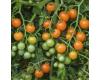 Tomato Orangeto F1 Blight Resistant  10 seeds